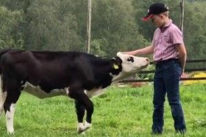 10-річний школяр виграв у лотерею 1000 євро й купив на всі гроші телят (Відео)