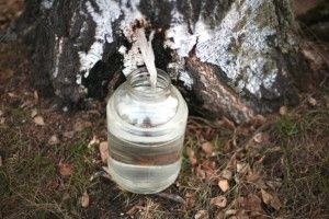 На Любешівщині збирають березовий сік