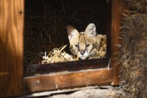Сервал Сем і сервалка Ліза вчаться жити по-луцьки (Фото)
