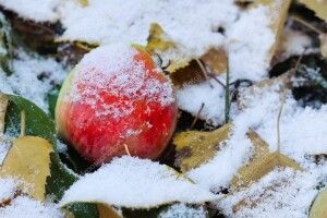 Коли в Україні прогнозують перший сніг?