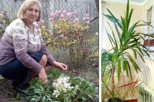 На Волині квіти, подаровані з любов’ю вчителям, цвітуть навіть морозними днями