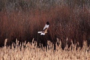 Очеретяний лунь-волинянин вже повернувся з Африки і ширяє над Цуманською пущею (фото)