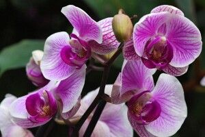 Перекис зробить орхідею здоровою і квітучою 