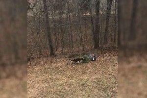 Пси завадили своєму господареві викинути новорічну ялинку
