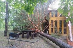 Вітер був такої сили, що виривав дерева з корінням (Відео)