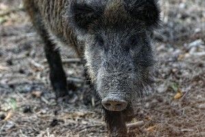 Під час служби в костел увірвалося страшне іклате здоровило