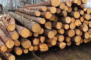Волинянин підробляв документи, щоб продавати деревину