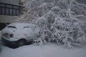 У Рівному десятки дерев не витримали ваги снігу