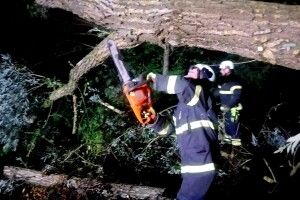На Волині на дорогу впало дерево