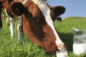 На Західній Україні стартував Перший молочний форум