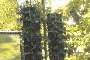 Полуниця росте у... повітрі
