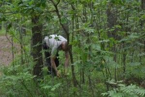 133 тисячі гривень сплатили волиняни-збирачі чорниць до бюджетів місцевих громад