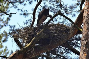 На Волині зафіксували нову пару чорних лелек (фото)