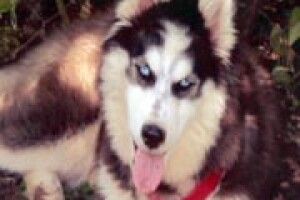 ЗГУБИ: допоможіть розшукати Ніку!