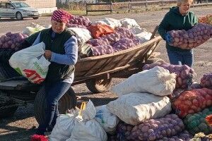На Волині всією громадою збирали овочі для лікарень