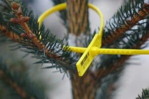 Екоінспекція Волині підбила підсумки природоохоронної операції «Новорічна ялинка»