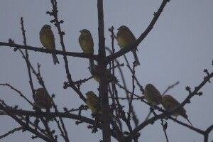 Обліки птахів: хто зимує у нацпарку на Волині (Фото)
