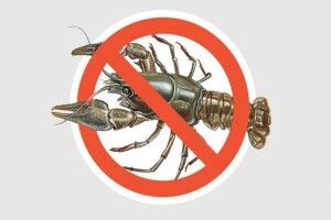 Тепер на Волині один упійманий рак коштує 3 332 гривні