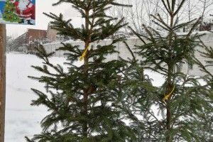 Поверніть ялинку... і отримайте назад  75% її вартості 