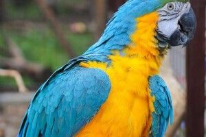Луцький зоопарк готується до синьо-жовтого папужачого весілля
