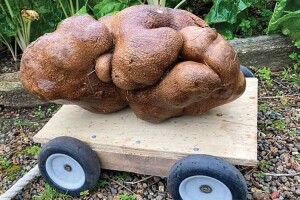 Подружжя виростило картоплину вагою 8 кілограмів і дало їй ім’я