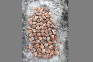 На Волині знищили 111 боєприпасів часів Першої та Другої Світових воєн