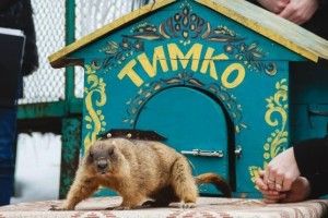 Бабак Тимко побачив свою тінь і сховався