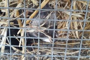 У Луцьку спільними зусиллями таки вдалося врятувати тхореня (фото)