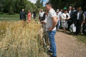 Колись ці культури вирощували у степу, а тепер – на Волині