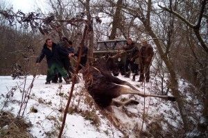 «Рятуйте – у річці тоне лось!» (фото) 