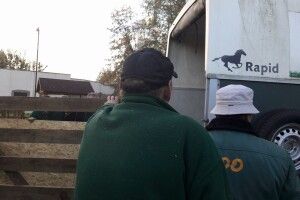 До Луцького зоопарку приїхав загадковий звір (фото)
