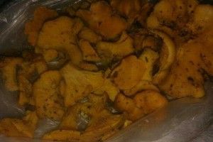 Гриби лисички – новорічний подарунок природи