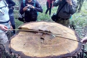 На Волині зрубали старезного дуба 3,5 метра в обхваті (фото)