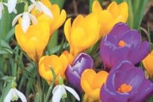 ПЕРВОЦВІТИ З УСЬОГО СВІТУ