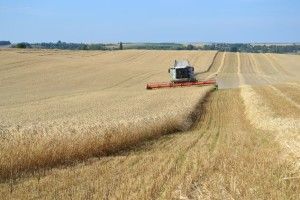 Зерна зберемо найбільше за всю історію незалежності України