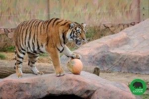 Луцький зоопарк готується до Свята гарбуза