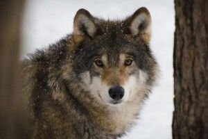 Хижаки наближаються до сіл: на Волині знову фіксують сліди вовків