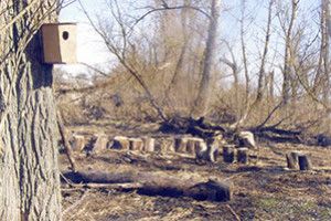 ЕКОЛОГІЯ: як вижити пташині?