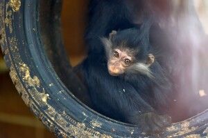 «Завтра ти тут не працюєш»: як гості луцького зоопарку погрожують працівникам