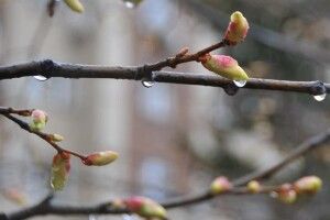 Погода на четвер, 15 квітня: на Волині йтиме дощ, а часом – ще й з мокрим снігом