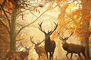 ЩОБ ШУМІЛИ ЛІСИ І ДІБРОВИ