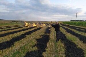 Інспектори зловили на гарячому чотирьох волинян, які палили сухостій