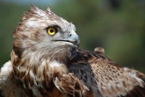 На Поліссі врятували червонокнижного змієїда, який потрапив у дротову пастку (Фото)