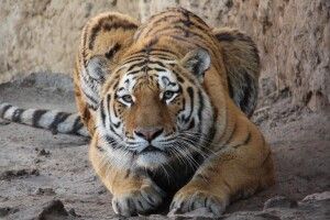 Український тигр Єлисей відсвяткував день народження (Фото) 