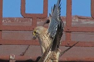 ВІКНО В ПРИРОДУ: соколи  у центрі міста