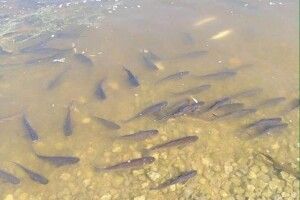 На Волині стали менше вирощувати риби