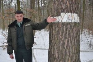 Українська сосна №1 росте на Волині