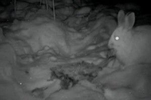 Дожилися: у Канаді помітили зайців, які їдять м'ясо 