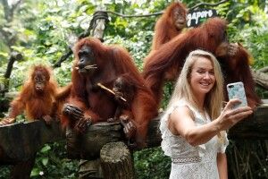 Сінгапурські орангутани вболіватимуть за Еліну Світоліну (фото)