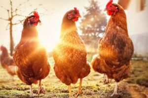 Алконавти зламали сусіду-пенсіонеру вісім ребер: вирішили, що то його пес задушив трьох їхніх курок  